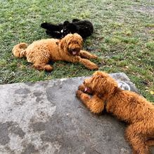 Barber Dog Park photo 2